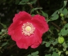 Most viewed - Влечаща роза, Трендафил - Rosa multiflora  rosa_moyessii_geranium2002-05-12.jpg