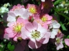 Top rated - Влечаща роза, Трендафил - Rosa multiflora  rosa_multiflora_pink.jpg