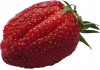 Top rated - Ягоди - Rosaceae Strawberry_gariguette_DSC03061.JPG