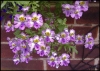Top rated - babave's Gallery Schizanthus_1.JPG