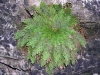 Most viewed - Селагинела (Вретеновидна папрат) - Selaginella braunii selaginella-jerico.jpg