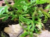 Last additions - Селагинела (Вретеновидна папрат) - Selaginella braunii selaginella01.jpg