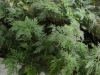 Last additions - Селагинела (Вретеновидна папрат) - Selaginella braunii selaginella2.jpg