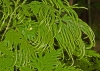 Last additions - Селагинела (Вретеновидна папрат) - Selaginella braunii selaginellaflabellata2.JPG