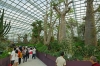 Last additions Singapore_bay_garden_-Baobab_and_Bottle_Tree_Garden.jpg