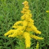 Top rated Solidago_canadensis1.jpg