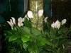 Top rated spathiphyllum03.jpg