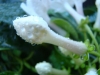 stephanotis-floribunda.jpg