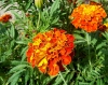 Top rated Tagetes1.jpg