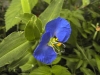 Most viewed - Традесканция - Tradescantia TRADESCANTIA_AZUL_0360.JPG