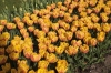 Лале - Tulipa  Tulipa_Freeman.jpg