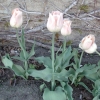 Most viewed - Лале - Tulipa  Tulipa_peach.jpg