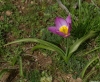 Most viewed - СНИМКИ ОТ САЙТА CVETQ.INFO tulipa_saxatilis-2large.jpg