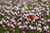 Top rated - Лале - Tulipa  tulipa_zurel.jpg