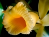Top rated Vanilla_Planifolia.jpg