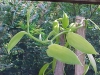 Most viewed - Ванилия - Vanilla Planifolia Vanilla_Planifolia2.jpg