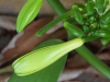 Most viewed - СНИМКИ ОТ САЙТА CVETQ.INFO Vanilla_Planifolia4.jpg