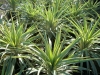 Top rated Variegated_Yucca.jpg