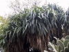 Most viewed yucca_elephantipes.jpg