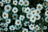 Most viewed - Циния - Zinnia Zinnia_angustifolia__Crystal_White_2.jpg