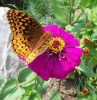 Last additions zinnia-withbutterfly.jpg