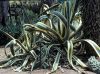 Most viewed agave_picta.jpg