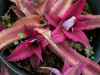 Top rated cryptanthus.jpg
