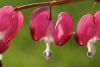 Top rated dicentra_spectabilis.jpg