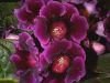 Top rated gloxinia_006_small.jpg