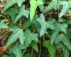 Top rated hedera.jpg