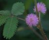 Top rated mimosa_pudica.jpg
