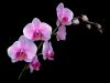 Last comments - СНИМКИ ОТ САЙТА CVETQ.INFO phalaenopsis_pink2.jpg