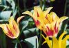 Most viewed - СНИМКИ ОТ САЙТА CVETQ.INFO tulipa-l-monalisa.jpg