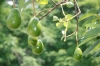avocado_-_Persea_americana3.jpg