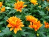 Most viewed chrysanthemum.jpg