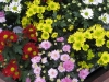 Most viewed chrysanthemum_4309.jpg