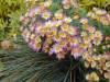 Most viewed chrysanthemum_willswonderful1.jpg