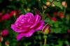 Most viewed rose2.jpg