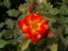 Most viewed - Роза - Rose rose5.jpg