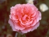 Most viewed rose6.jpg