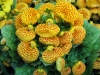 Last additions - Други снимки на цветя Calceolaria_-_papucsvirág.jpg