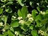 Top rated - gradinar's Gallery Euonymus_japonicus08-08-05.jpg