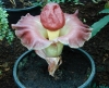Други снимки на цветя amorphophallus.jpg