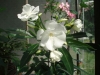 Last additions - magnolia's Gallery Picture_09.jpg