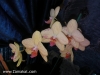 Most viewed - magnolia's Gallery 93.jpg