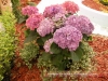 Top rated flora-burgas-2010-gradina-zamakat_(24).JPG