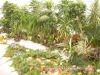 Top rated flora-burgas-2010-gradina-zamakat_(40).JPG