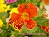 Most viewed flora-burgas-2010-gradina-zamakat_(54).JPG