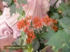 Most viewed - magnolia's Gallery gradinka-zamakat_(18).JPG