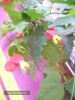 Most viewed - zamakat's Gallery mini-botanicheskata-gradina_(1).JPG
